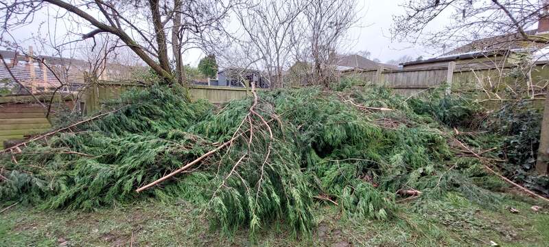 Tree Removal — before Waste Busters Staffordshire cleared the site